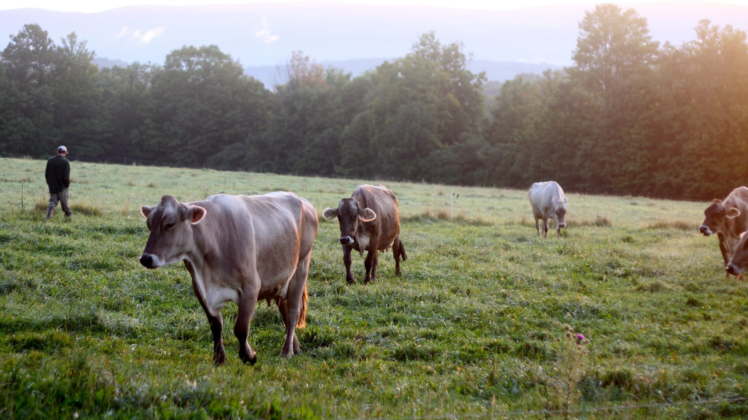 topher and cows
