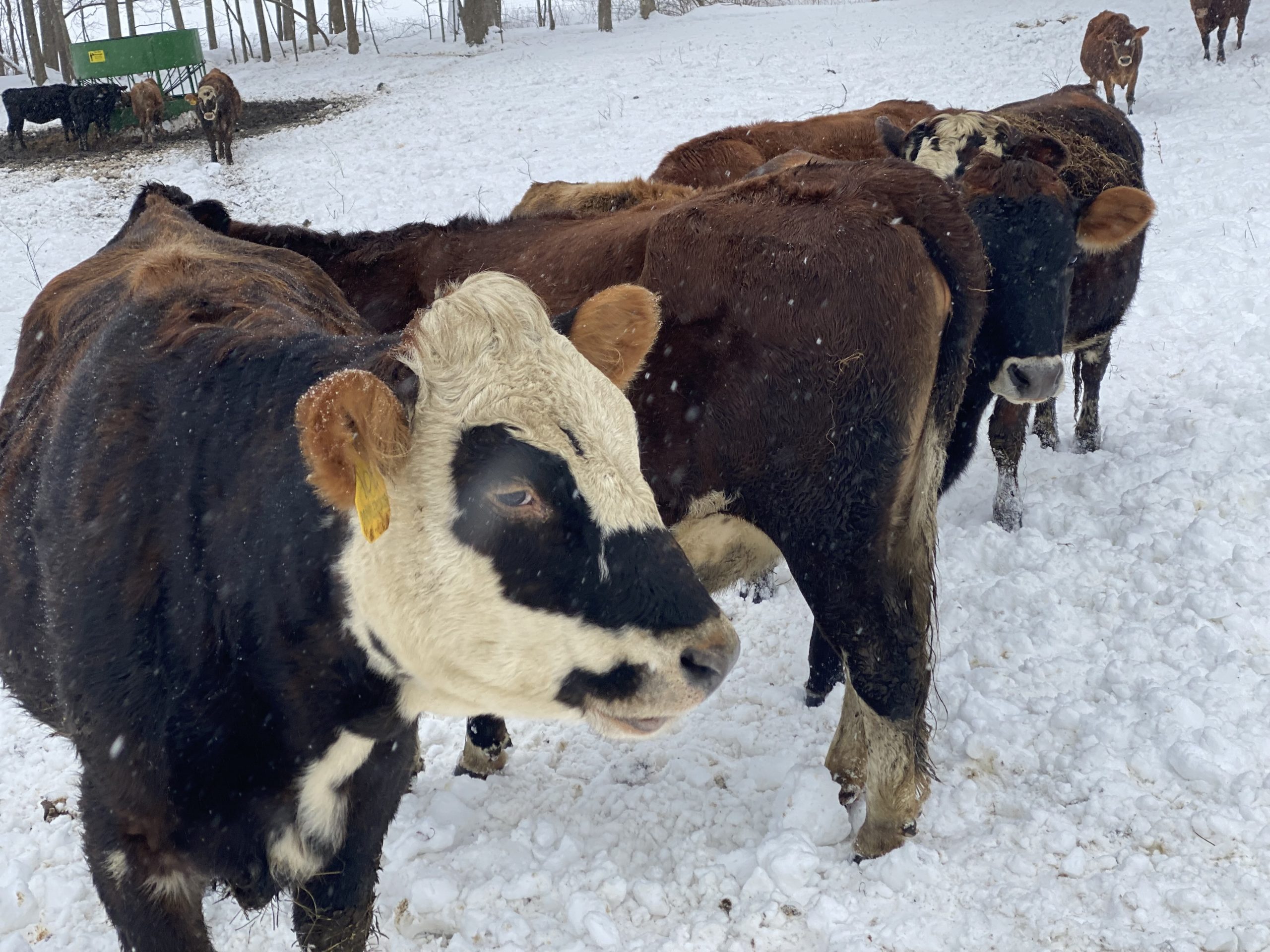 Cricket Creek Farm
