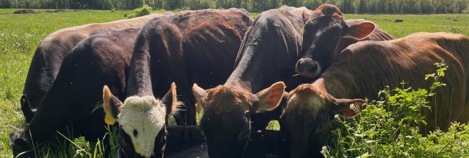 Several cows drinking from a water tub