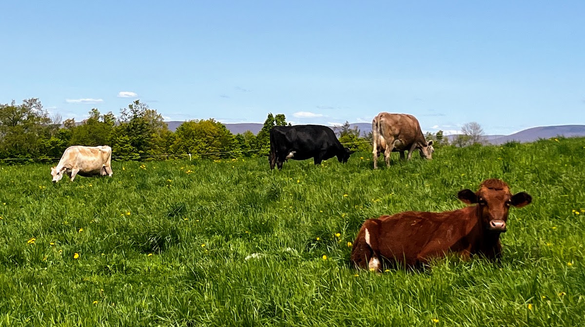 Green grass, blue sky, a brown cow laying in the pasture and other cows grazing beyond